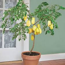 Star Fruit 